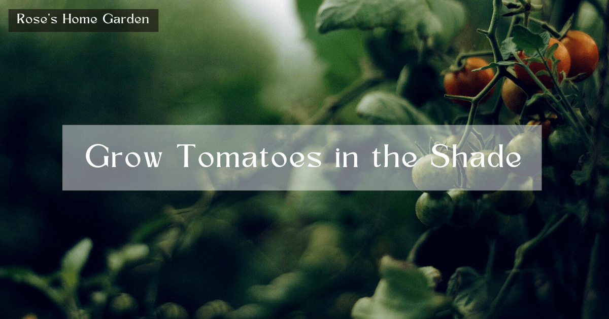 Grow tomatoes in shade