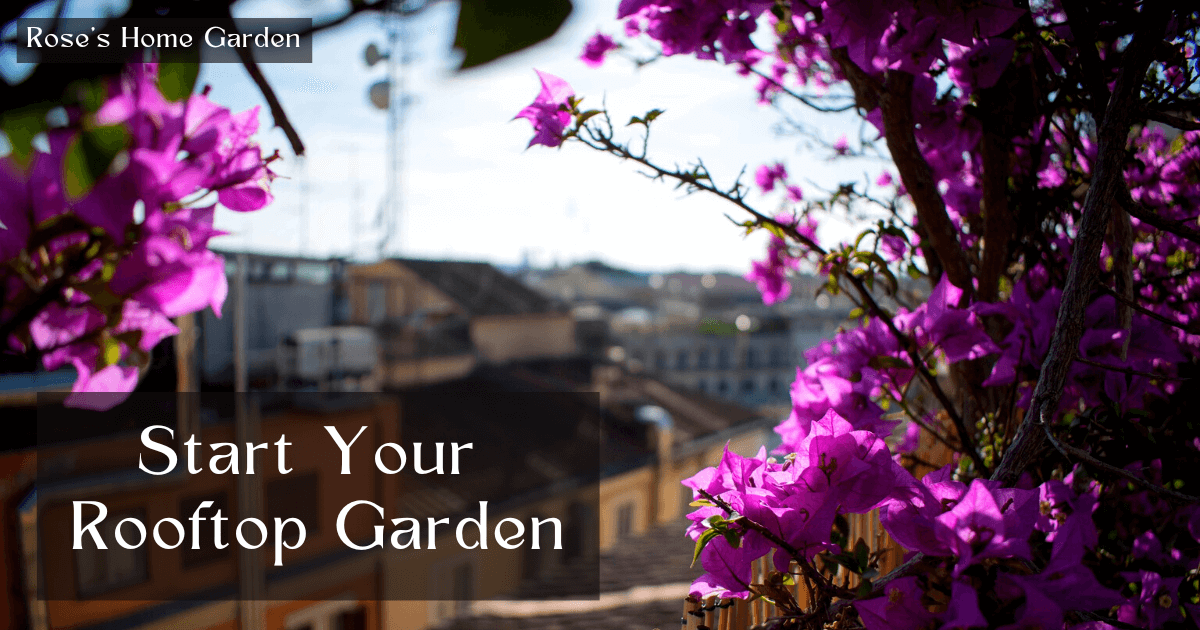 How-to-start-rooftop-garden