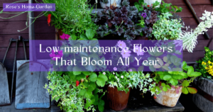 Low-maintenance-Flowers-That-Bloom-All-Year