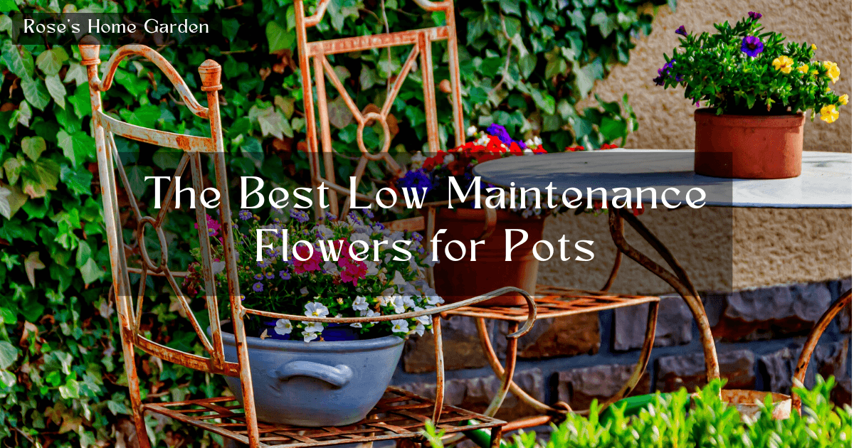 Low-maintenance-Flowers-for-Pots