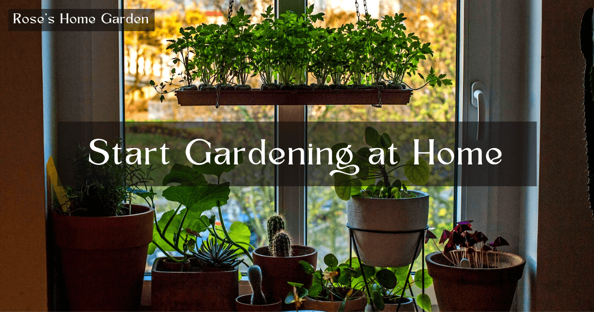 Start-Gardening-at-Home-Roses-Home-Garden
