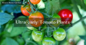Ultra-early-Tomato-Plants