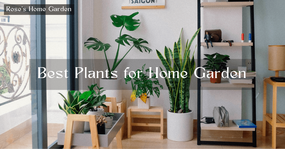 Best-Plants-for-Home-Garden