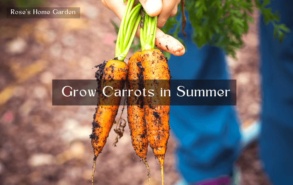Can-You-Grow-Carrots-in-Summer