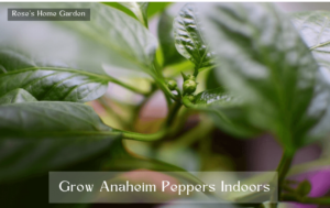 Grow-Anaheim-Peppers-Indoors-today