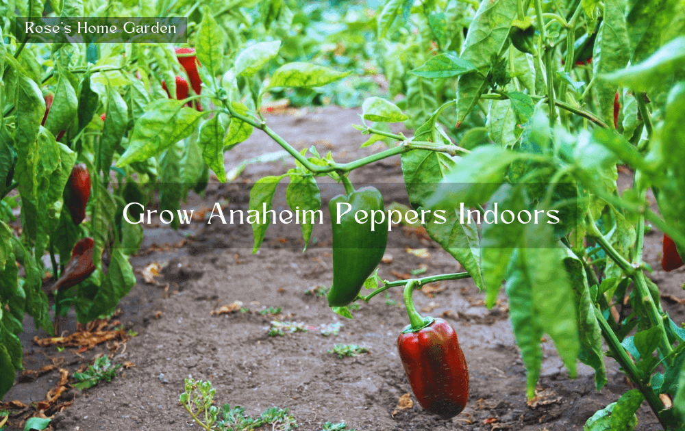 Grow-Anaheim-Peppers-Indoors