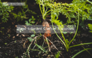 Grow-Carrots-in-Summer-Heat-tolerant-Carrot-Varieties