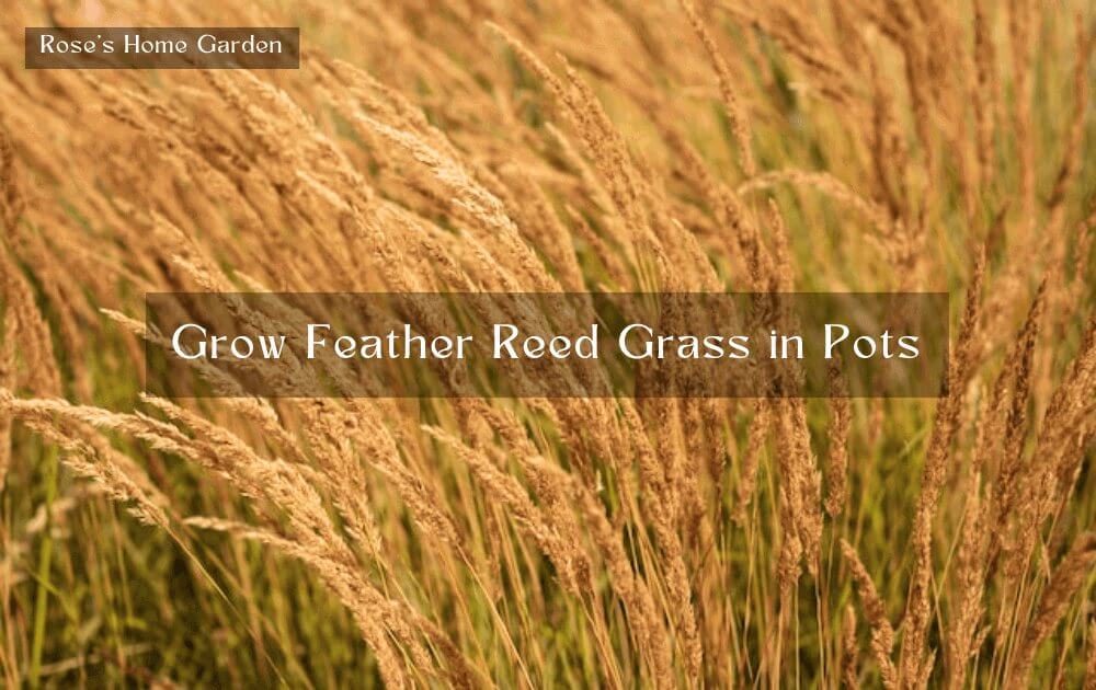 Grow Feather Reed Grass in Pots