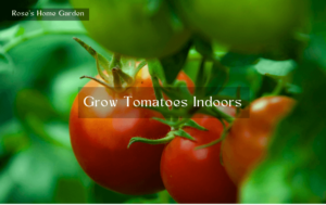 Grow-Roma-Tomatoes-Indoors-Follow-These-8-Steps
