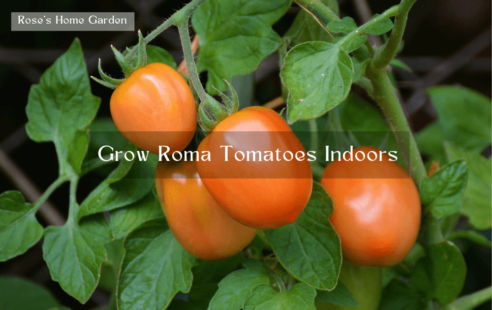 Grow-Roma-Tomatoes-Indoors