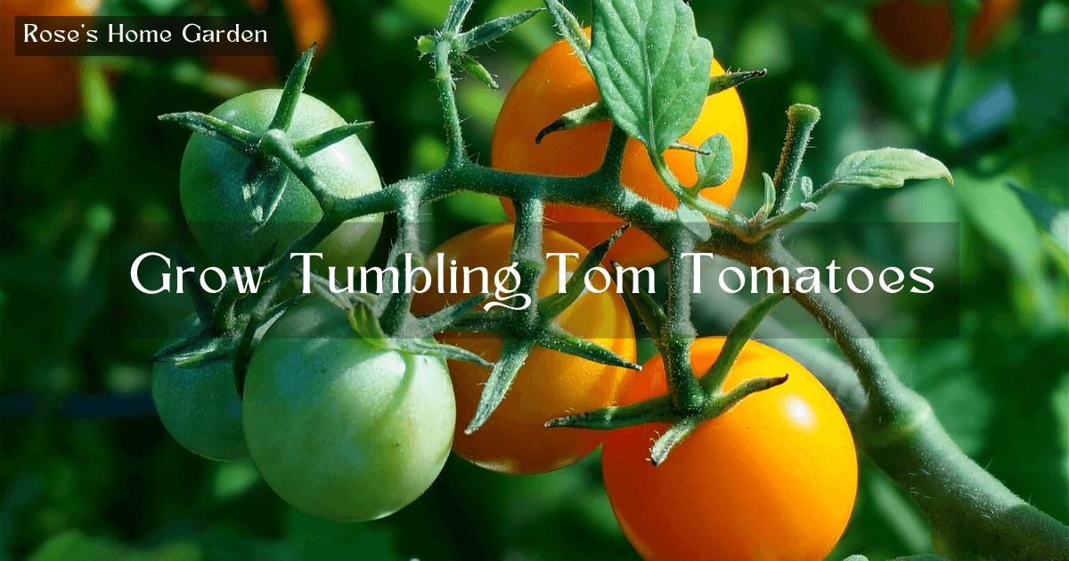 Grow-Tumbling-Tom-Tomatoes
