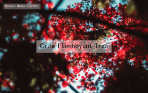 Grow-a-Flamboyant-Tree-from-a-Cutting-and-Prune