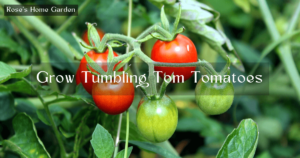 How-to-Grow-Tumbling-Tom-Tomatoes