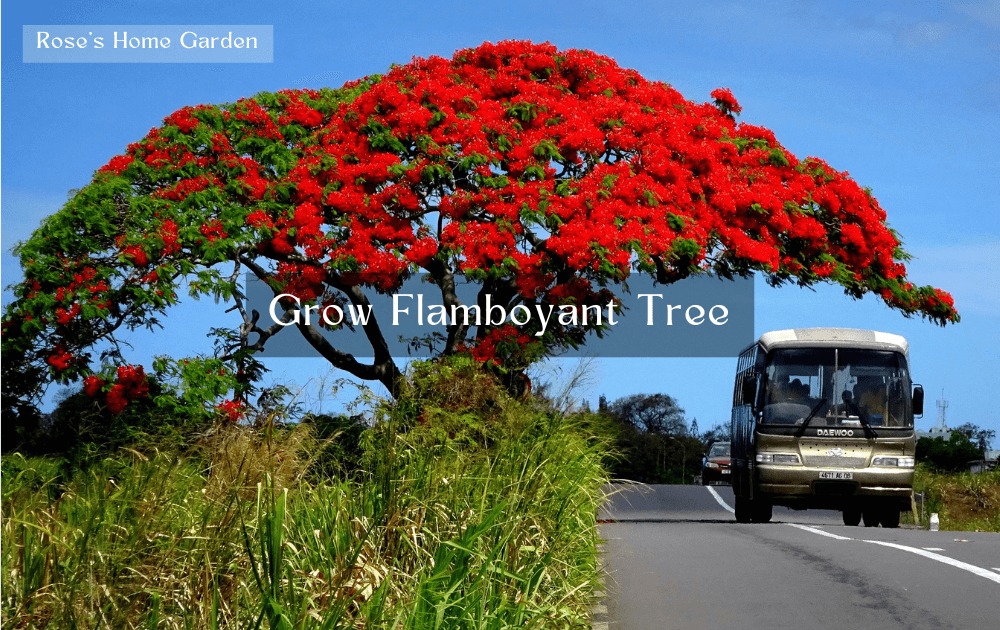 How-to-Grow-a-Flamboyant-Tree-from-a-Cutting