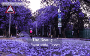 Where-Do-Jacaranda-Trees-Grow-8-States