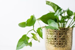 Why Pothos Plant For Your Home Garden