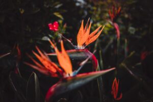 Why Bird Of Paradise Plant For Your Home Garden