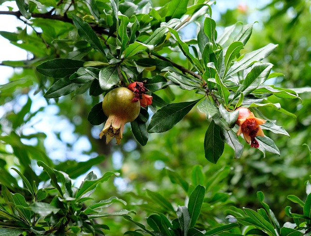 How To Grow Pomegranates Indoors From Seed In 2023 - Rose's Home Garden