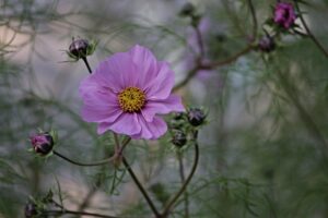 How-Grow-Cosmos-from-Seed-Indoors