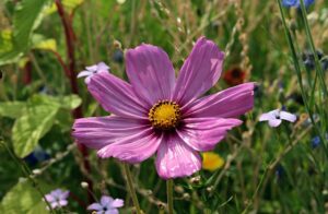 How-to-Grow-Cosmos-from-Seed-Indoors