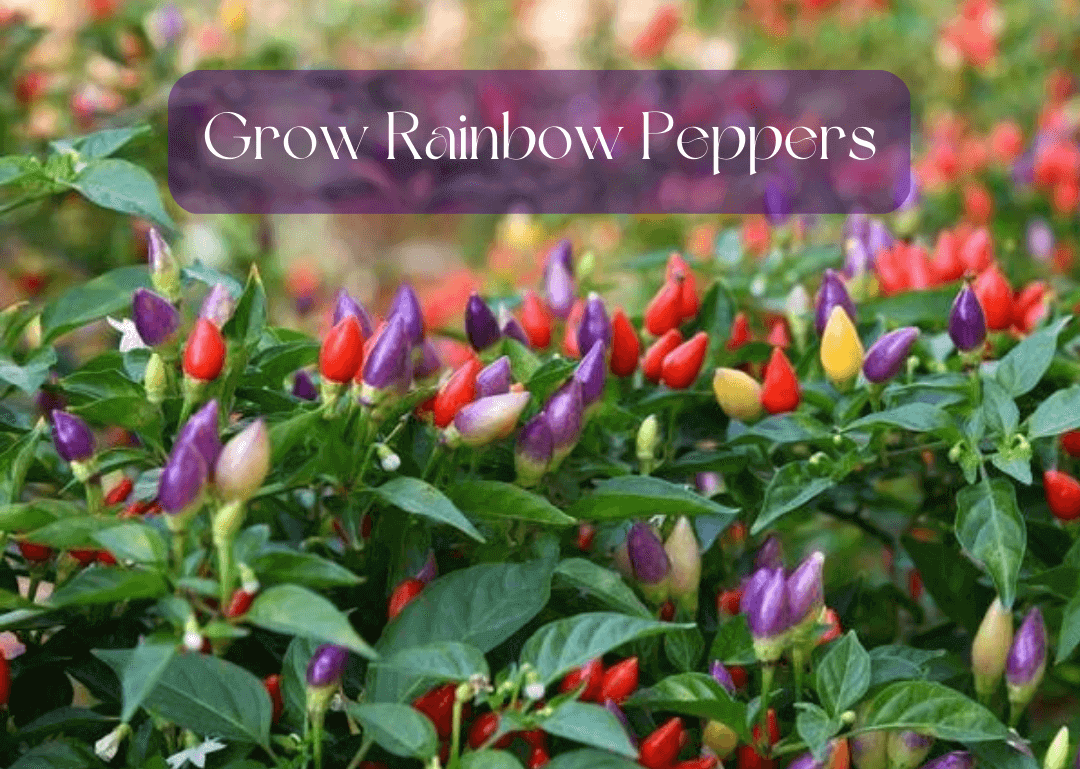 How to Grow Rainbow Peppers Indoors