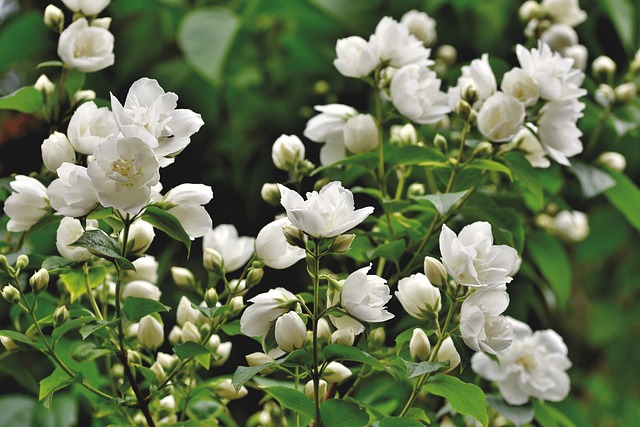 How to Grow White Jasmine (Jasminum Polyanthum) Indoors? Some Tips