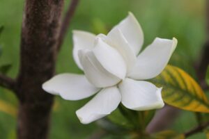 how to grow white jasmine indoors