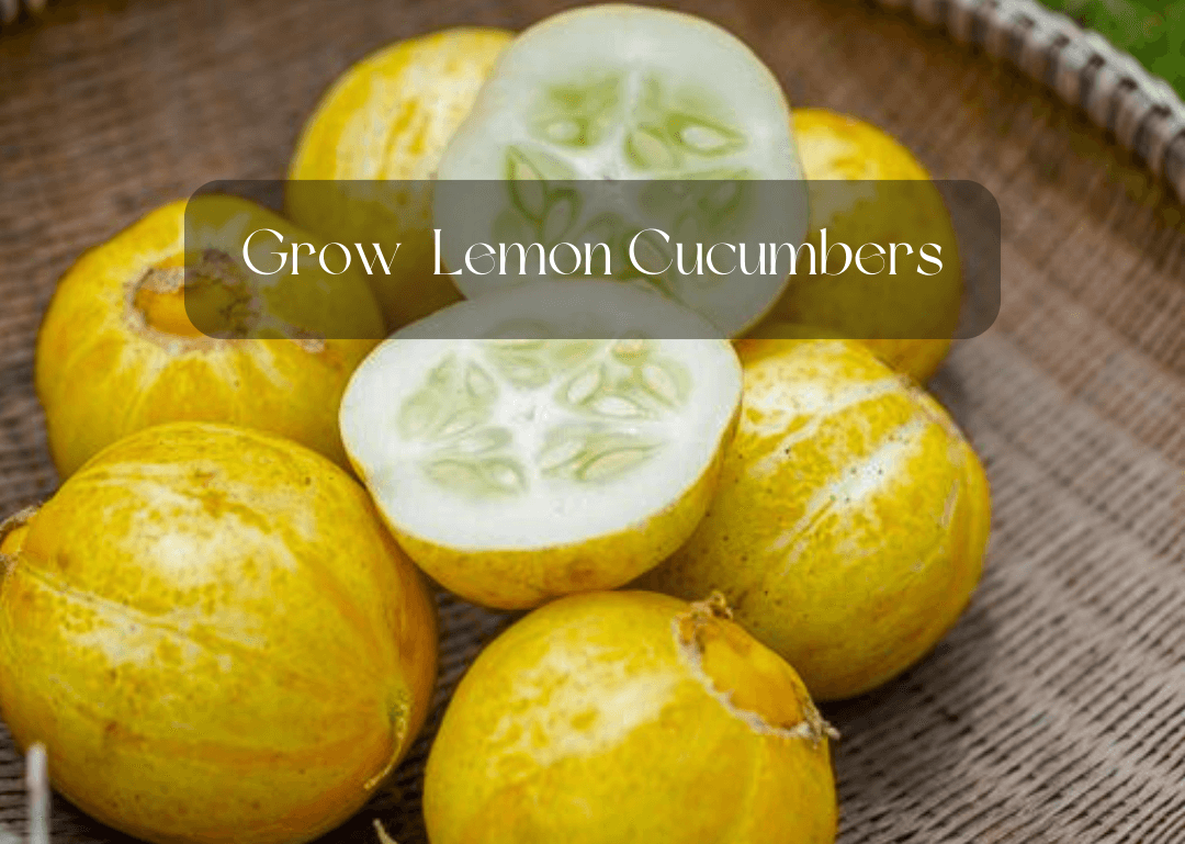 Grow-Lemon-Cucumbers-in-a-Pot