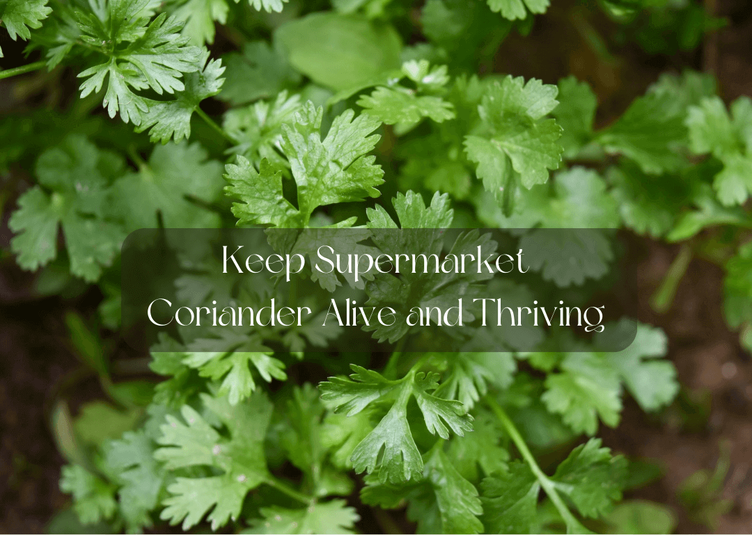 Keep-Supermarket-Coriander-Alive-and-Thriving